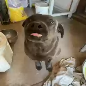 adoptable Dog in Glendale, AZ named Kumo
